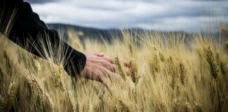 Битва за урожай: смогут ли в Украине провести посевную