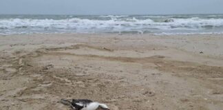 Разлив подсолнечного масла после удара по порту уничтожает Черное море в Одесской области
